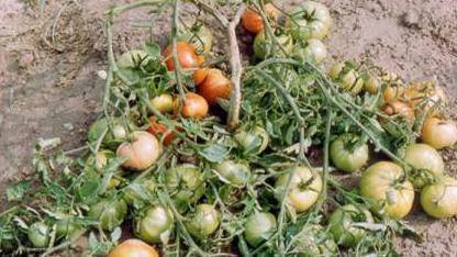 Томат агата — описание сорта, урожайность, фото и отзывы садоводов