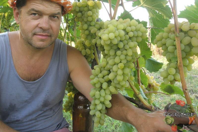 Сорт винограда ливия: характеристика, особенности посадки и ухода