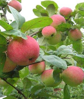 Сорт яблони жигулёвское – высокая урожайность и неприхотливость в уходе