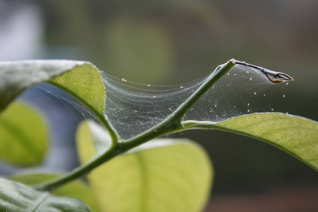 Паутинный клещ – как распознать на растениях и эффективно бороться