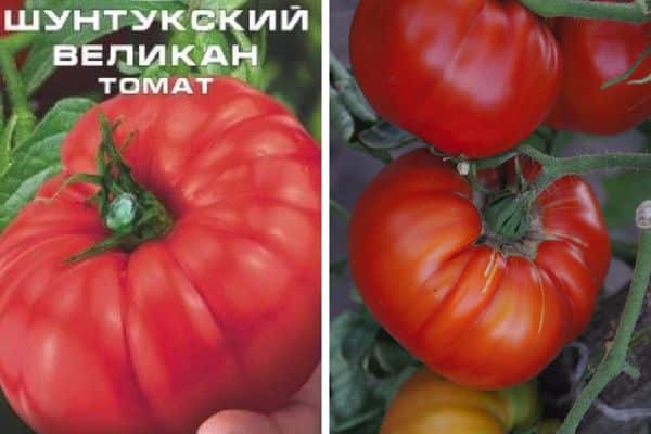 Описание сорта томат Шунтукский великан и его характеристики