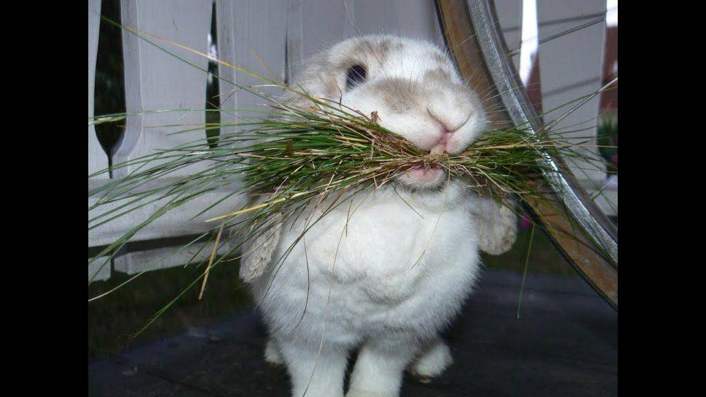 Почему кролик не ест и не пьёт: причины, что делать