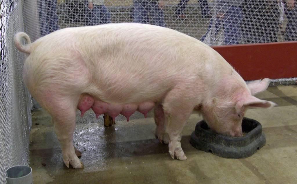 Особенности размножения в свиноводстве
