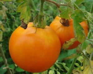 Сорта томатов: хурма
