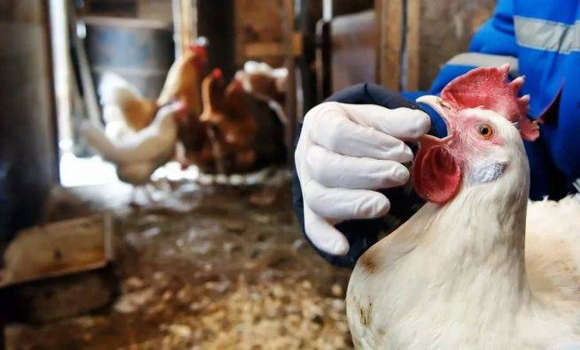У цыплят и кур отказывают лапы, чем они болеют и как их лечить?