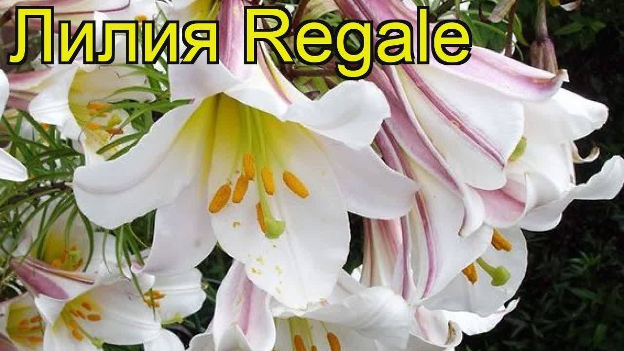 Описание и характеристики лилии сорта Регале, посадка и уход в открытом грунте
