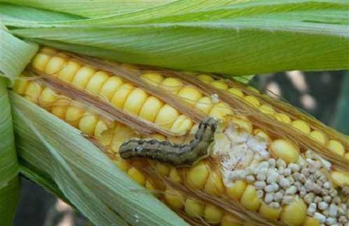 Болезни и вредители кукурузы, меры лечения