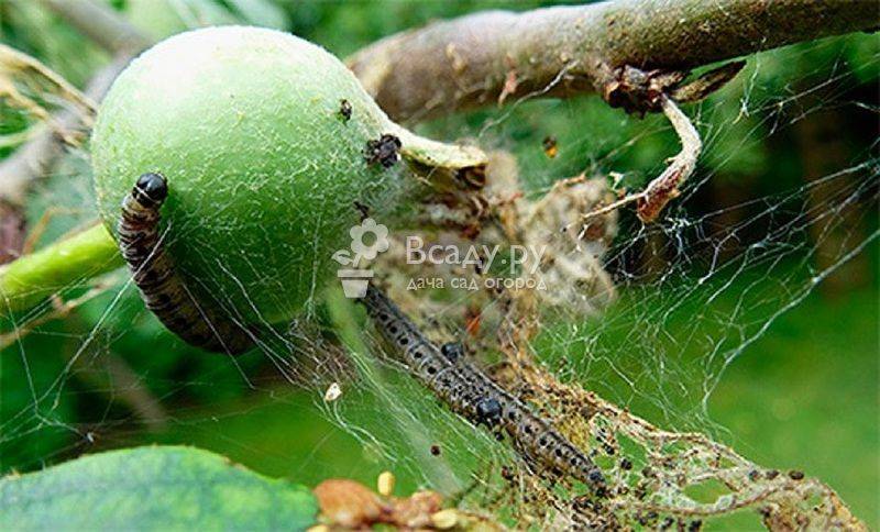 Эффективные методы борьбы с долгоносиком на яблоне: проверенные инсектициды и народные средства