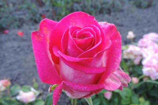Описание и характеристики розы сорта Ангажемент, посадка и уход