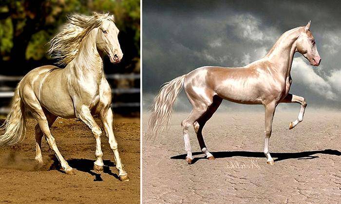 Характеристики лошадей ахалтекинской породы и правила содержания, сколько стоит
