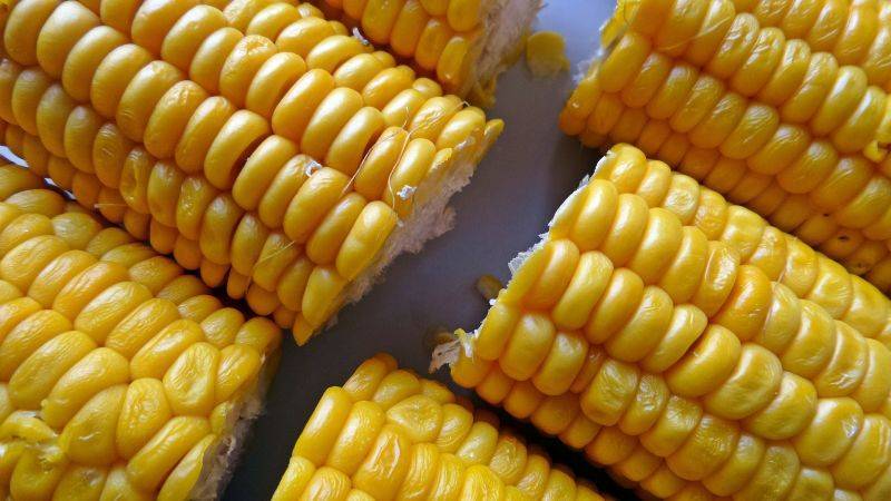 Чем полезна кукуруза: целебные свойства золотых початков