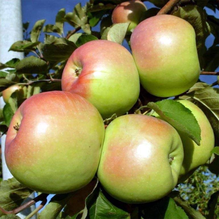 Сортовая характеристика яблони орловский пионер