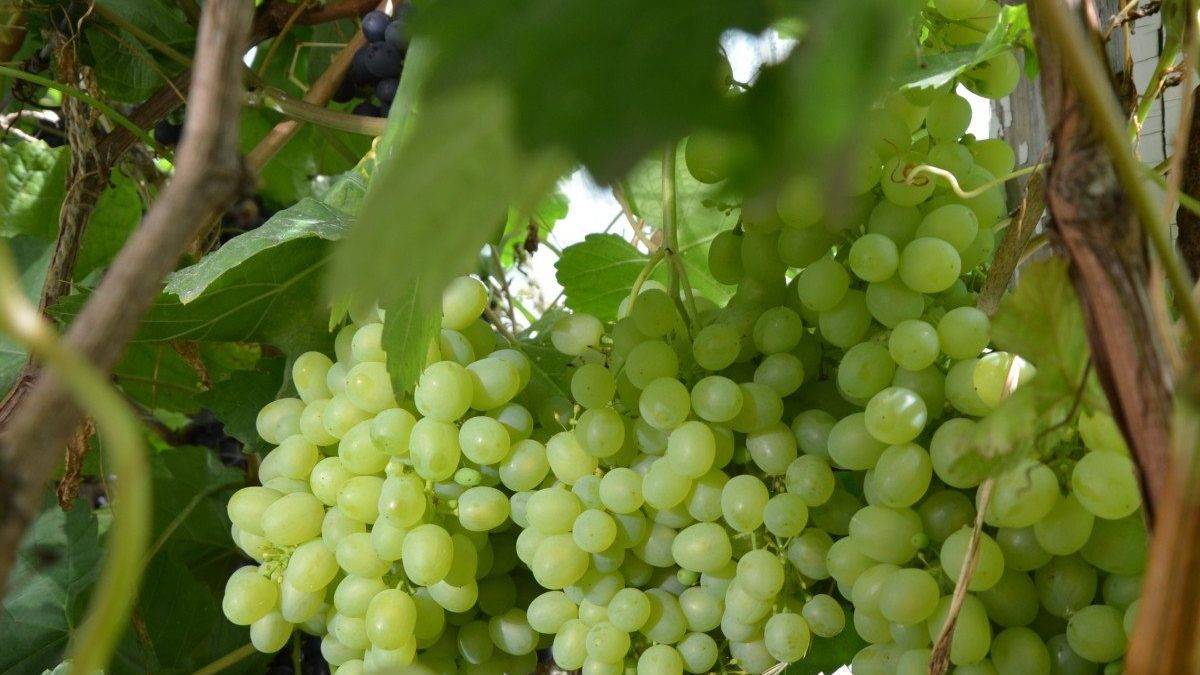 Виноград «аюта павловского» — гибридная форма  раннего созревания