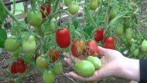 Сорт томата «локомотив» — простой в уходе и вкусный томат, его описание и характеристики