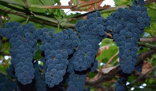 Сорта винограда используемые для виноделия