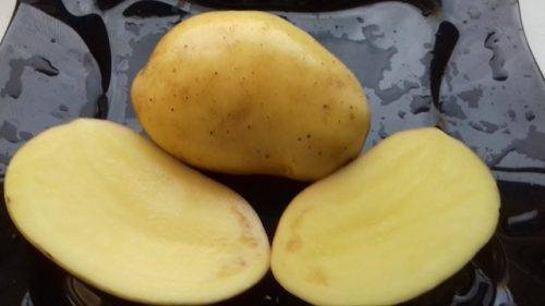 Картофель гулливер описание и характеристика сорта выращивание и уход отзывы