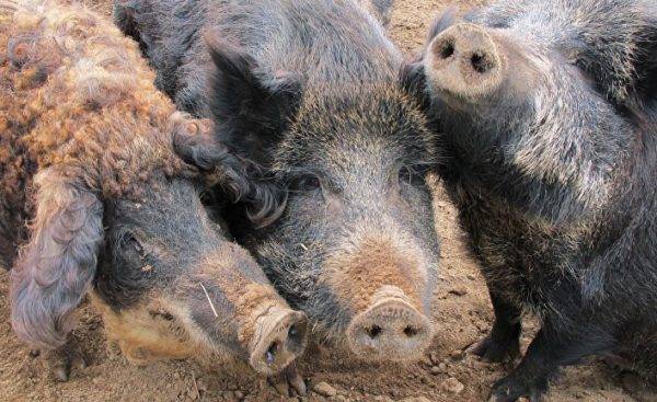 Сколько лет живут свиньи в природе и в домашних условиях?