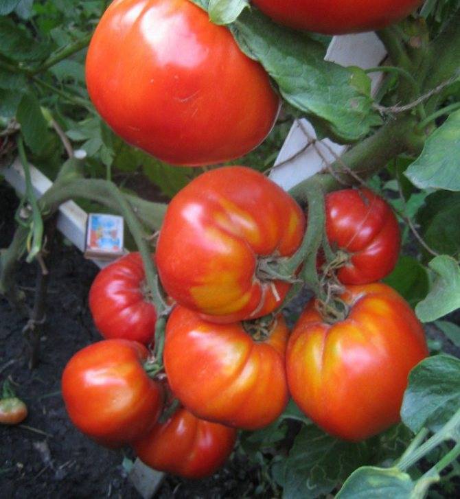 Сорт томата «яблочный спас»: фото, отзывы, описание, характеристика, урожайность