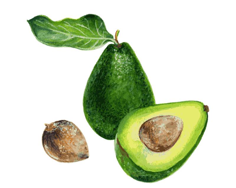 “масло авокадо — полезные свойства и их применение для кожи и волос”