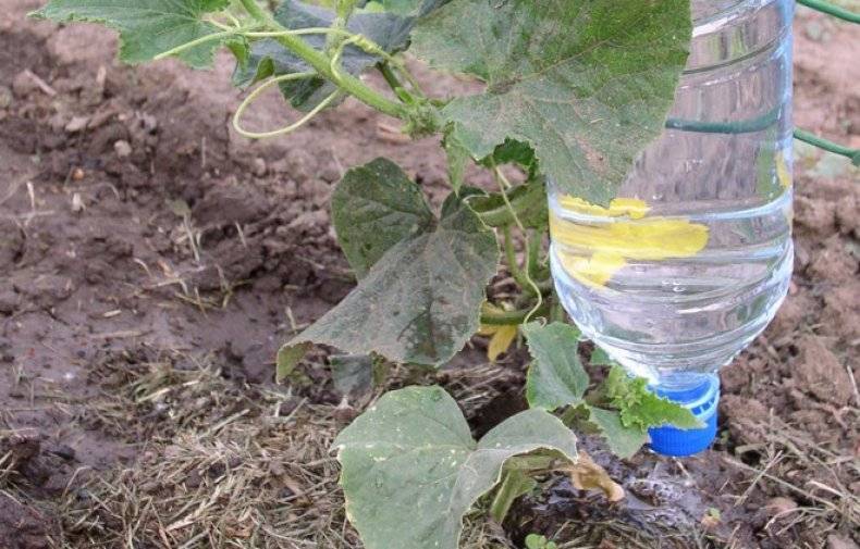 Огурцы: выращивание из семян на огороде