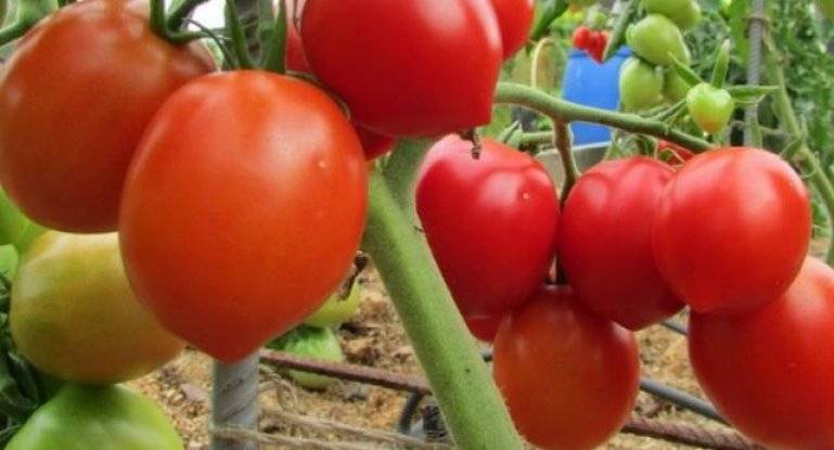Зеленые томаты: описание и характеристика изумрудных сортов
