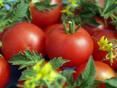 Выращивание и уход за томатом джина