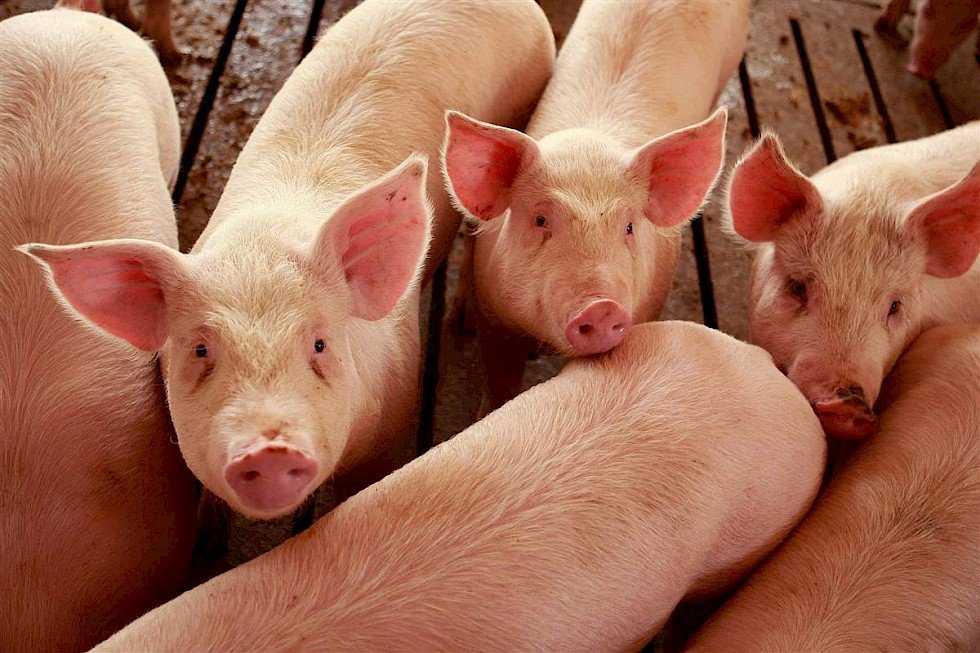 Пурина разновидности корма для свиней, его преимущества, правила использования