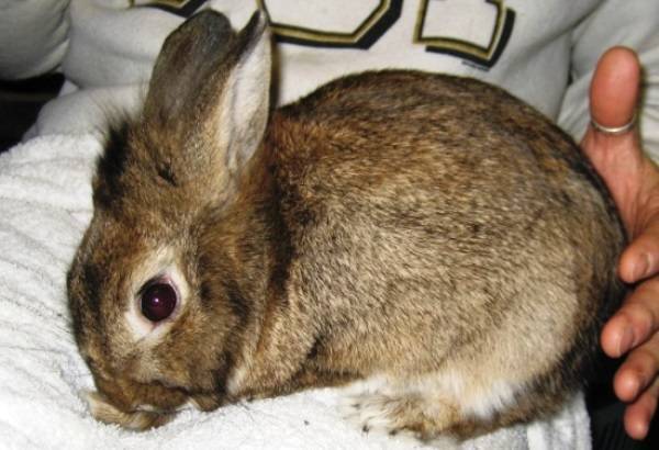 Болезни кроликов, и их симптомы и лечение