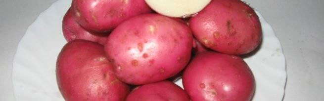 Выбор сорта картофеля в зависимости от региона выращивания