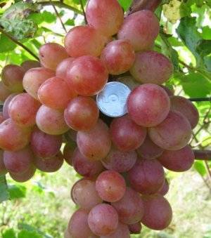 Мускатный виноград русбол: описание сорта с характеристикой и отзывами