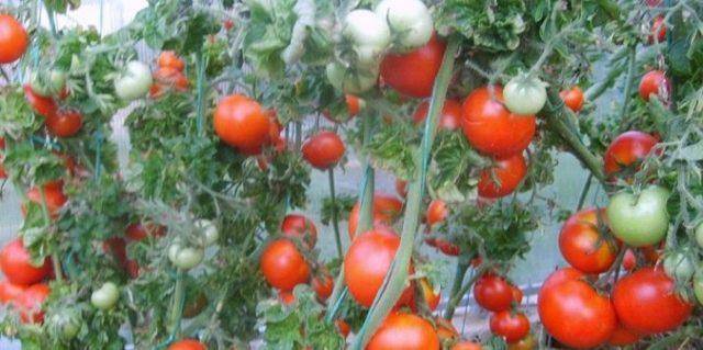 Томат василина: описание сорта, выращивание и мнение садоводов с фото