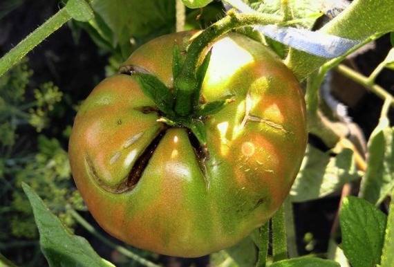Почему трескаются помидоры в теплице – основные причины