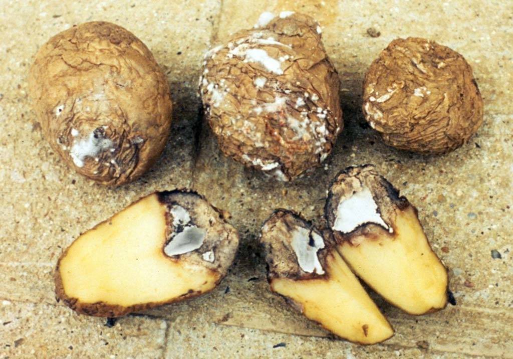 Какие существуют болезни картофеля и как с ними бороться?