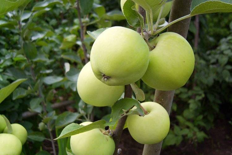 Яблоня белый налив: описание сорта