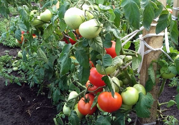 Характеристика и описание сорта томата Настенька, его урожайность