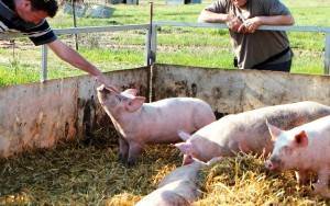 Болезнь тешена свиней: симптомы, диагностика, профилактика и лечение