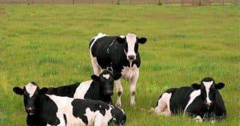 Молочные породы коров: черно-пестрая корова, характеристика