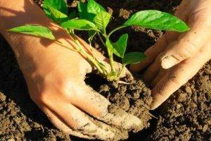 Как и когда сеять кориандр под зиму: рекомендации по выращиванию на зелень и семена в открытом грунте