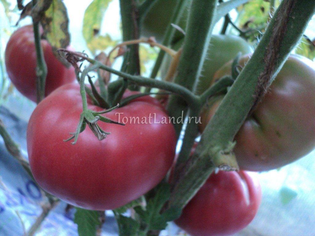 Характеристика и описание сорта томата Король ранних, его урожайность