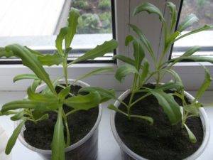 Выращивание диморфотеки из семян, посадка и уход в открытом грунте
