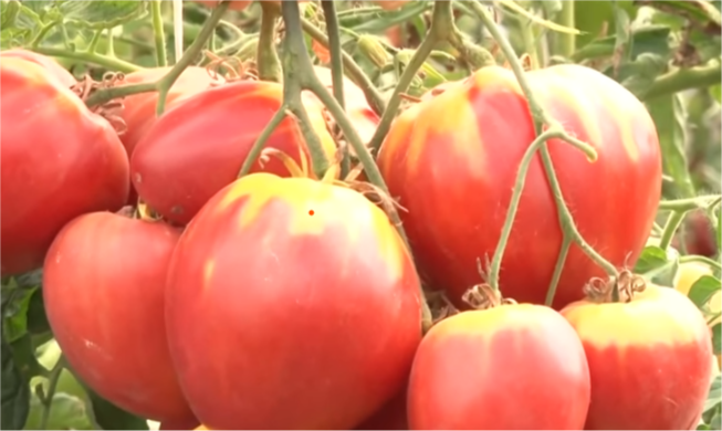 Характеристика и описание сорта томата Сахарная Настасья, его урожайность