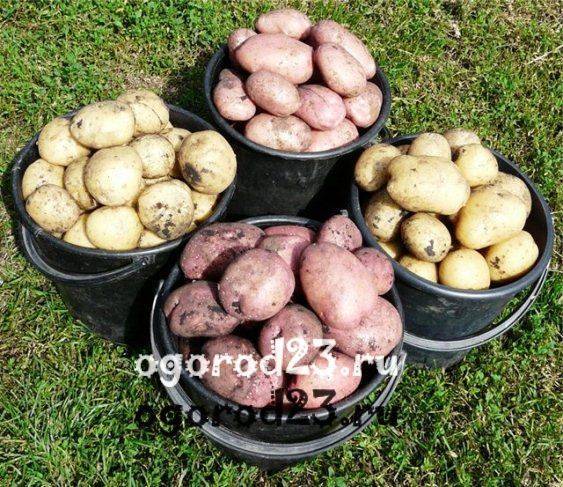 Лучшие сорта картофеля для выращивания в россии