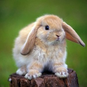 Вздутие живота у кроликов причина и лечение народными средствами