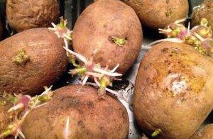 Урожай с шотландских гор — описание и характеристики сорта картофеля «повелитель просторов»