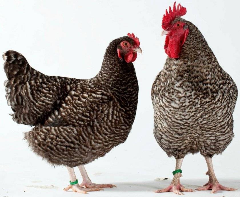 Как определить возраст курицы? отличия между старыми и молодыми птицами