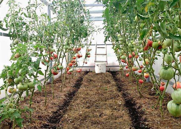 Как и чем правильно мульчировать томаты в теплице и открытом грунте