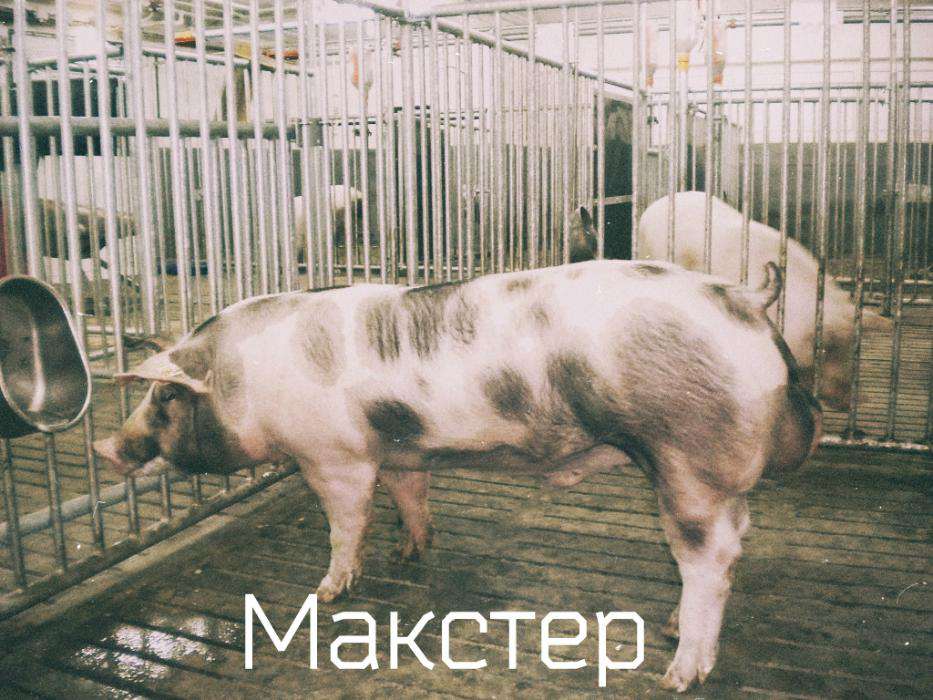 Какие бывают породы свиней?