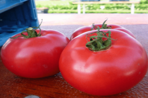 Выращивание с описанием и характеристиками сорта томата тарпан
