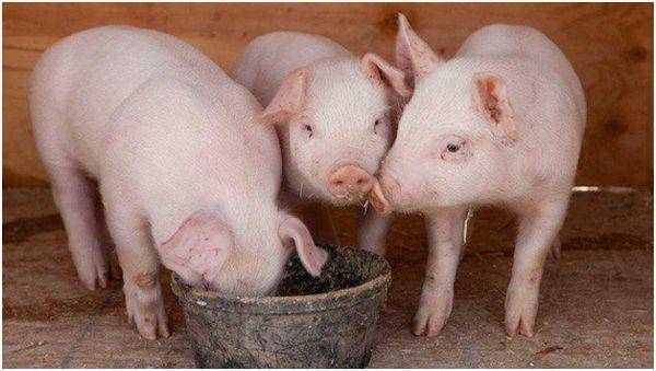 Описание и фото йоркширской породы свиней