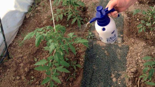 Как опрыскивать помидоры удобрением из молока и йода, можно ли